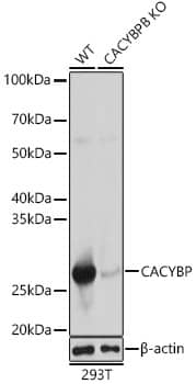 Western Blot: CACYBP Antibody [NBP3-38578] - Western blot analysis of lysates from wild type(WT) and CACYBP knockout (KO) 293T cells, using [KO Validated] CACYBP Rabbit pAb at 1:1000 dilution.Secondary antibody: HRP-conjugated Goat anti-Rabbit IgG (H+L) at 1:10000 dilution.Lysates/proteins: 25ug per lane.Blocking buffer: 3% nonfat dry milk in TBST.Detection: ECL Basic Kit.Exposure time: 1s.