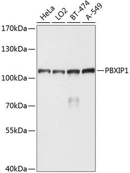 Western Blot: PBXIP1 Antibody [NBP3-38579] - Western blot analysis of various lysates using PBXIP1 Rabbit pAb at 1:1000 dilution.Secondary antibody: HRP-conjugated Goat anti-Rabbit IgG (H+L) at 1:10000 dilution.Lysates/proteins: 25ug per lane.Blocking buffer: 3% nonfat dry milk in TBST.Detection: ECL Basic Kit.Exposure time: 10s.