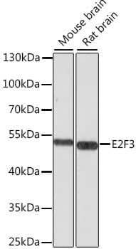 Western Blot: E2F3 Antibody [NBP3-38580] - Western blot analysis of various lysates using E2F3 Rabbit pAb at 1:1000 dilution.Secondary antibody: HRP-conjugated Goat anti-Rabbit IgG (H+L) at 1:10000 dilution.Lysates/proteins: 25ug per lane.Blocking buffer: 3% nonfat dry milk in TBST.Detection: ECL Basic Kit.Exposure time: 10s.