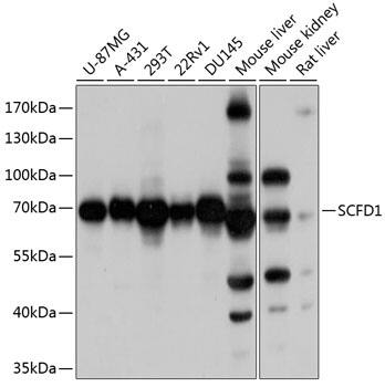 Western Blot: SCFD1 Antibody [NBP3-38582] - Western blot analysis of various lysates using SCFD1 Rabbit pAb at 1:1000 dilution.Secondary antibody: HRP-conjugated Goat anti-Rabbit IgG (H+L) at 1:10000 dilution.Lysates/proteins: 25ug per lane.Blocking buffer: 3% nonfat dry milk in TBST.Detection: ECL Basic Kit.Exposure time: 1s.