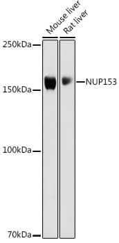 Western Blot: Nup153 Antibody [NBP3-38586] - Western blot analysis of various lysates using Nup153 Rabbit pAb at 1:1000 dilution.Secondary antibody: HRP-conjugated Goat anti-Rabbit IgG (H+L) at 1:10000 dilution.Lysates/proteins: 25ug per lane.Blocking buffer: 3% nonfat dry milk in TBST.Detection: ECL Basic Kit.Exposure time: 10s.