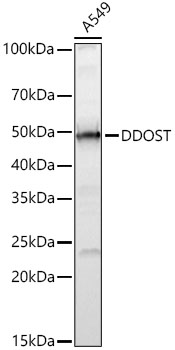 Western Blot: DDOST Antibody [NBP3-38590] - Western Blot analysis of lysates from A549 cells using DDOST Rabbit pAbat 1:1000 dilution.Secondary antibody:at 1:10000 dilution.Lysates/proteins: 25 ug per lane.Blocking buffer: 3% nonfat dry milk in TBST.Detection: ECL Basic Kit.Exposure time: 10s.