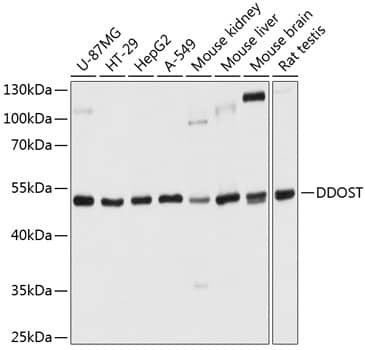 Western Blot DDOST Antibody