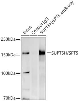 Immunoprecipitation: SUPT5H Antibody [NBP3-38598] - Immunoprecipitation analysis of 300 ug extracts of Hela cells using 3 ug SUPT5H Rabbit pAb. Western blot was performed from the immunoprecipitate using SUPT5H Rabbit pAb at a dilition of 1:500.