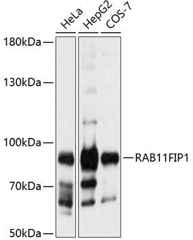 Western Blot: FIP1/RCP Antibody [NBP3-38599] - Western blot analysis of various lysates using FIP1/RCP Rabbit pAb at 1:1000 dilution.Secondary antibody: HRP-conjugated Goat anti-Rabbit IgG (H+L) at 1:10000 dilution.Lysates/proteins: 25ug per lane.Blocking buffer: 3% nonfat dry milk in TBST.Detection: ECL Basic Kit.Exposure time: 10s.