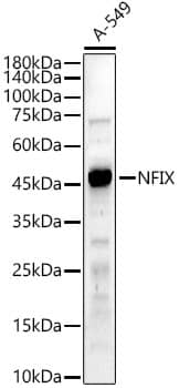 Western Blot: NFIX Antibody [NBP3-38606] - Western blot analysis of lysates from A-549 cells, using NFIX Rabbit pAb at  1:600 dilution.Secondary antibody: HRP-conjugated Goat anti-Rabbit IgG (H+L) at 1:10000 dilution.Lysates/proteins: 25ug per lane.Blocking buffer: 3% nonfat dry milk in TBST.Detection: ECL Enhanced Kit.Exposure time: 90s.