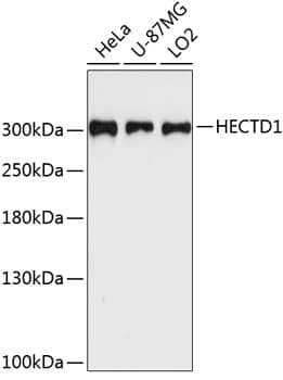 Western Blot: HECTD1 Antibody [NBP3-38608] - Western blot analysis of various lysates using HECTD1 Rabbit pAb at 1:3000 dilution.Secondary antibody: HRP-conjugated Goat anti-Rabbit IgG (H+L) at 1:10000 dilution.Lysates/proteins: 25ug per lane.Blocking buffer: 3% nonfat dry milk in TBST.Detection: ECL Enhanced Kit.Exposure time: 90s.