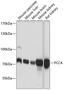 Western Blot: PCCA Antibody [NBP3-38609] - Western blot analysis of various lysates using PCCA Rabbit pAb at 1:3000 dilution.Secondary antibody: HRP-conjugated Goat anti-Rabbit IgG (H+L) at 1:10000 dilution.Lysates/proteins: 25ug per lane.Blocking buffer: 3% nonfat dry milk in TBST.Detection: ECL Basic Kit.Exposure time: 1s.