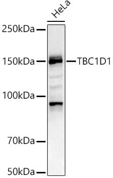 Western Blot: TBC1D1 Antibody [NBP3-38611] - Western blot analysis of lysates from HeLa cells, using TBC1D1 Rabbit pAb at 1:1000 dilution.Secondary antibody: HRP-conjugated Goat anti-Rabbit IgG (H+L) at 1:10000 dilution.Lysates/proteins: 25ug per lane.Blocking buffer: 3% nonfat dry milk in TBST.Detection: ECL Basic Kit.Exposure time: 180s.