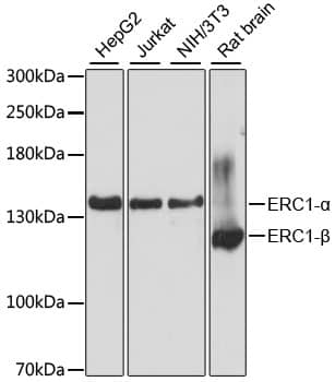 Western Blot: ELKS Antibody [NBP3-38612] - Western blot analysis of various lysates using ELKS Rabbit pAb at 1:3000 dilution.Secondary antibody: HRP-conjugated Goat anti-Rabbit IgG (H+L) at 1:10000 dilution.Lysates/proteins: 25ug per lane.Blocking buffer: 3% nonfat dry milk in TBST.Detection: ECL Basic Kit.Exposure time: 15s.