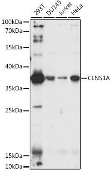 Western Blot: CLNS1A Antibody [NBP3-38616] - Western blot analysis of various lysates using CLNS1A Rabbit pAb at 1:1000 dilution.Secondary antibody: HRP-conjugated Goat anti-Rabbit IgG (H+L) at 1:10000 dilution.Lysates/proteins: 25ug per lane.Blocking buffer: 3% nonfat dry milk in TBST.Detection: ECL Enhanced Kit.Exposure time: 90s.