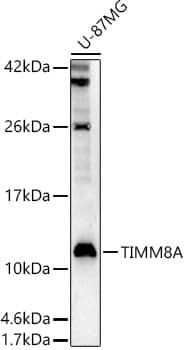 Western Blot TIMM8A Antibody - BSA Free