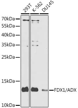 Western Blot: FDX1 Antibody [NBP3-38619] - Western blot analysis of various lysates using FDX1 Rabbit pAb at 1:1000 dilution.Secondary antibody: HRP-conjugated Goat anti-Rabbit IgG (H+L) at 1:10000 dilution.Lysates/proteins: 25ug per lane.Blocking buffer: 3% nonfat dry milk in TBST.Detection: ECL Enhanced Kit.Exposure time: 90s.