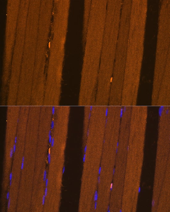 Immunocytochemistry/ Immunofluorescence: FBP2 Antibody [NBP3-38621] - Immunofluorescence analysis of paraffin-embedded Rat skeletal muscle using FBP2 Rabbit pAb at dilution of 1:100. Secondary antibody: Cy3-conjugated Goat anti-Rabbit IgG (H+L) at 1:500 dilution. Blue: DAPI for nuclear staining.