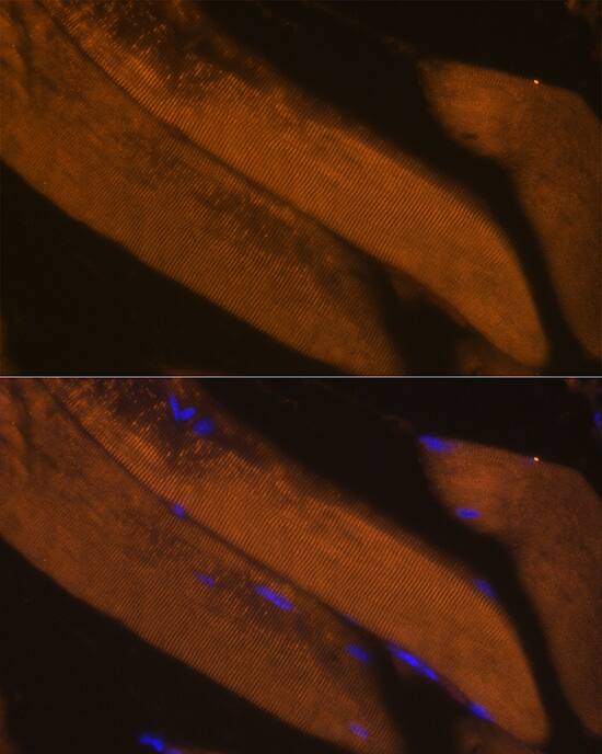 Immunocytochemistry/ Immunofluorescence: FBP2 Antibody [NBP3-38621] - Immunofluorescence analysis of paraffin-embedded Mouse skeletal muscle using FBP2 Rabbit pAb at dilution of 1:100. Secondary antibody: Cy3-conjugated Goat anti-Rabbit IgG (H+L) at 1:500 dilution. Blue: DAPI for nuclear staining.