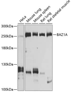 Western Blot: ACF1 Antibody [NBP3-38624] - Western blot analysis of various lysates using ACF1 Rabbit pAb at 1:1000 dilution.Secondary antibody: HRP-conjugated Goat anti-Rabbit IgG (H+L) at 1:10000 dilution.Lysates/proteins: 25ug per lane.Blocking buffer: 3% nonfat dry milk in TBST.Detection: ECL Basic Kit.Exposure time: 1s.