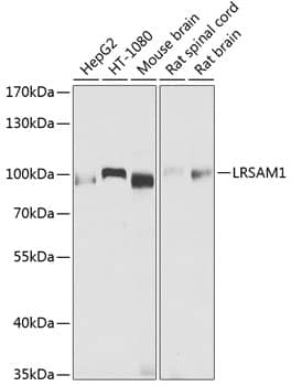 Western Blot: LRSAM1 Antibody [NBP3-38626] - Western blot analysis of various lysates using LRSAM1 Rabbit pAb at 1:1000 dilution.Secondary antibody: HRP-conjugated Goat anti-Rabbit IgG (H+L) at 1:10000 dilution.Lysates/proteins: 25ug per lane.Blocking buffer: 3% nonfat dry milk in TBST.Detection: ECL Basic Kit.Exposure time: 10s.