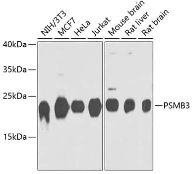 Western Blot Proteasome 20S beta 3 Antibody