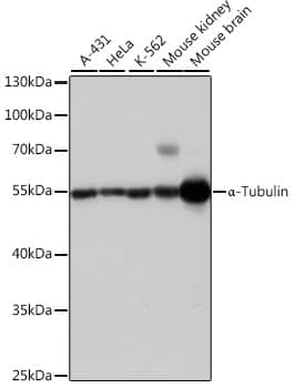 Western Blot: alpha Tubulin 4a Antibody [NBP3-38636] - Western blot analysis of various lysates using alpha Tubulin 4a Rabbit pAb at 1:1000 dilution.Secondary antibody: HRP-conjugated Goat anti-Rabbit IgG (H+L) at 1:10000 dilution.Lysates/proteins: 25ug per lane.Blocking buffer: 3% nonfat dry milk in TBST.Detection: ECL Basic Kit.Exposure time: 1s.