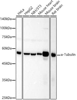 Western Blot: alpha Tubulin 4a Antibody [NBP3-38636] - Western blot analysis of various lysates, using alpha Tubulin 4a Rabbit pAb at  1:1000 dilution.Secondary antibody: HRP-conjugated Goat anti-Rabbit IgG (H+L) at 1:10000 dilution.Lysates/proteins: 25ug per lane.Blocking buffer: 3% nonfat dry milk in TBST.Detection: ECL Basic Kit.Exposure time: 30s.