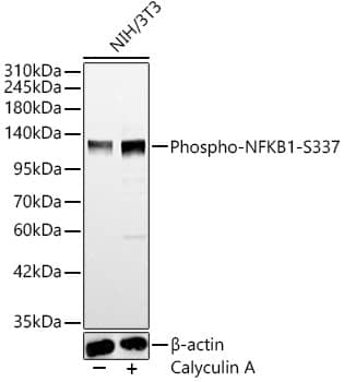 Western Blot: NFkB p105/p50 [p Ser337] Antibody [NBP3-38638] - Western blot analysis of lysates from NIH/3T3 cells, using NFkB p105/p50 Rabbit pAb at 1:1000 dilution. NIH/3T3 cells were treated by Calyculin A (100 nM) at 37C for 30 minutes after serum-starvation overnight.Secondary antibody: HRP-conjugated Goat anti-Rabbit IgG (H+L) at 1:10000 dilution.Lysates/proteins: 25ug per lane.Blocking buffer: 3% nonfat dry milk in TBST.Detection: ECL Basic Kit.Exposure time: 20s.