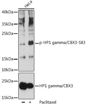 Western Blot: CBX3 [p Ser83] Antibody [NBP3-38641] - Western blot analysis of lysates from HeLa cells, using CBX3at 1:1000 dilution or HP1 gamma/CBX3 antibody. HeLa cells were treated by Paclitaxel (100 nM/mL) at 37C for 20 hours.Secondary antibody: HRP-conjugated Goat anti-Rabbit IgG (H+L) at 1:10000 dilution.Lysates/proteins: 25ug per lane.Blocking buffer: 3% BSA.Detection: ECL Basic Kit.Exposure time: 60s.