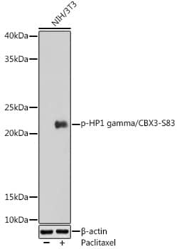 Western Blot: CBX3 [p Ser83] Antibody [NBP3-38641] - Western blot analysis of lysates from NIH/3T3 cells, using CBX3 Rabbit pAb at 1:1000 dilution. NIH/3T3 cells were treated by Paclitaxel (100 nM) at 37C for 20 hours.Secondary antibody: HRP-conjugated Goat anti-Rabbit IgG (H+L) at 1:10000 dilution.Lysates/proteins: 25ug per lane.Blocking buffer: 3% nonfat dry milk in TBST.Detection: ECL Enhanced Kit.Exposure time: 180s.