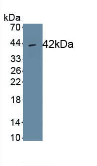 Western Blot: PLSCR2 Antibody (C5) [NBP3-40581] - Recombinant Human PLSCR2