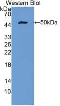 Western Blot IFN-alpha G/IFNA5 Antibody (C2)