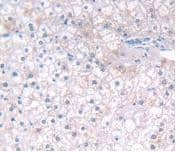 Immunohistochemistry-Paraffin IFN-alpha G/IFNA5 Antibody (C2)