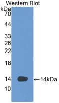 Western Blot: VEGF-D Antibody (2-2#) [NBP3-41061] - Sample: Recombinant VEGF-D, Human.