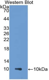 Western Blot: CCL18/PARC Antibody (C1) [NBP3-41063] - Sample: Recombinant protein.