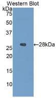 Western Blot: IGFBP-4 Antibody (A3) [NBP3-41069] - Sample: Recombinant IGFBP-4, Human.