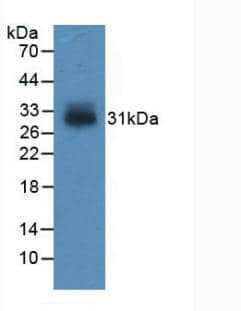 Western Blot: IGFBP-4 Antibody (C15) [NBP3-41070] - Sample: Recombinant IGFBP-4, Human.