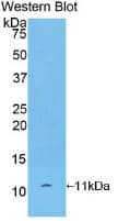 Western Blot: CXCL7/NAP-2 Antibody (12#) [NBP3-41073] - Sample: Recombinant bTG, Rat.