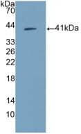 Western Blot: Amphiregulin Antibody (A6) [NBP3-41076] - Western Blot A. Sample: Recombinant Amphiregulin, Human.