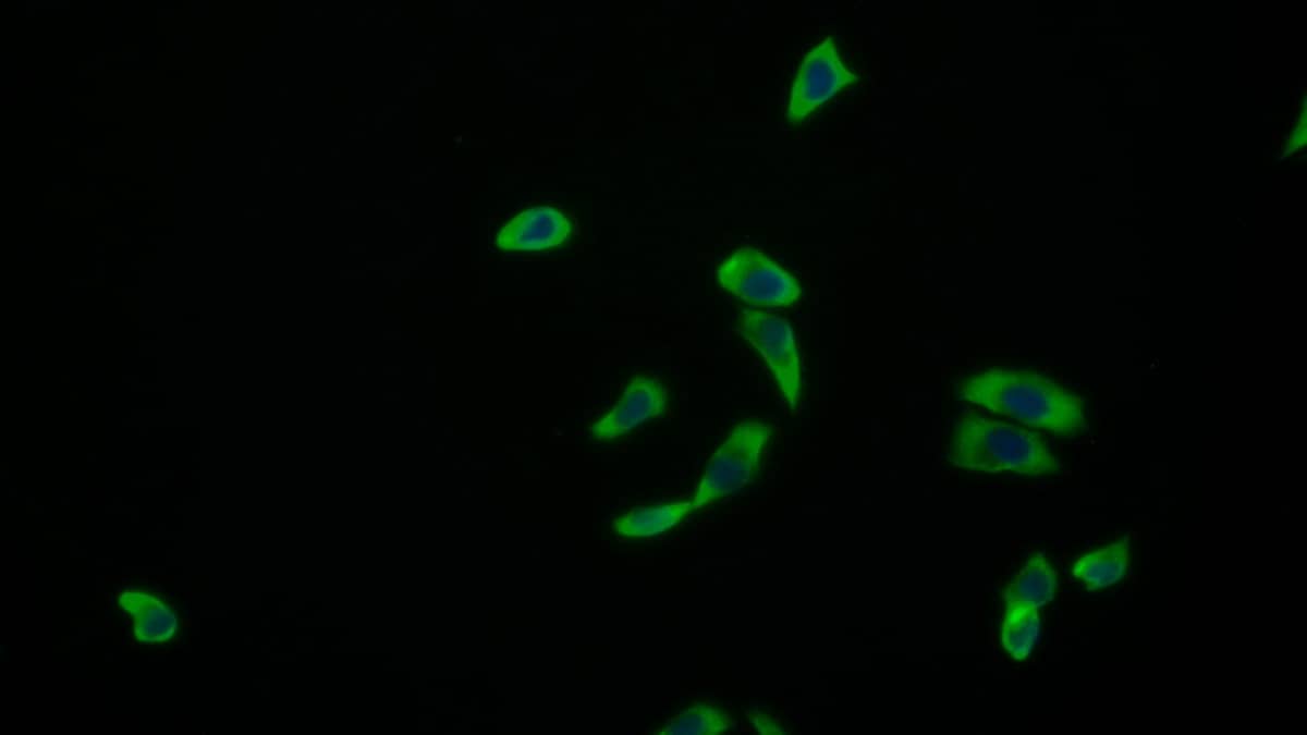 Immunocytochemistry /Immunofluorescence: Amphiregulin Antibody (A3) [NBP3-41077] - FITC staining on IF; Samples: Human MCF7 cell; Primary Ab: 20ug/ml NBP3-41077; Second Ab: 0.75ug/ml FITC-Linked Caprine Anti-Mouse IgG Polyclonal Antibody