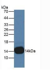 Western Blot: Cystatin B/Stefin B Antibody (C13) [NBP3-41083] - Sample: Rat Placenta Tissue.