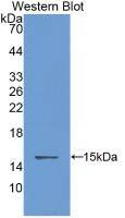 Western Blot: Cystatin B/Stefin B Antibody (C13) [NBP3-41083] - Sample: Recombinant Cystatin B/Stefin B, Rat.