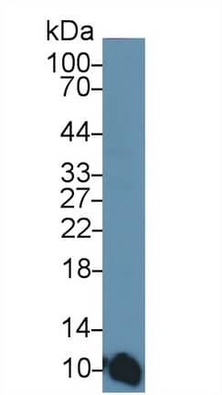 Western Blot: S100A6 Antibody (C2) [NBP3-41092] - Sample: A549 cell lysate Primary Ab: 3ug/ml NBP3-41092; Second Ab: 0.2ug/mL HRP-Linked Caprine Anti-Mouse IgG Polyclonal Antibody