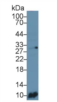 Western Blot: S100A6 Antibody (C2) [NBP3-41092] - Sample: MCF7 cell lysatePrimary Ab: 3ug/ml NBP3-41092; Second Ab: 0.2ug/mL HRP-Linked Caprine Anti-Mouse IgG Polyclonal Antibody