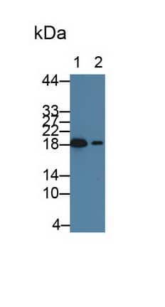 Western Blot: HSP20/HSPB6 Antibody (C9) [NBP3-41093] - Sample: Lane1: Rat Heart lysate; Lane1: Rat Skeletal muscle lysate Primary Ab: 1ug/ml NBP3-41093; Second Ab: 0.2ug/mL HRP-Linked Caprine Anti-Mouse IgG Polyclonal Antibody