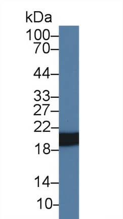 Western Blot: HSP20/HSPB6 Antibody (C1) [NBP3-41098] - Sample: Rat Skeletal muscle lysate; Primary Ab: 5ug/ml NBP3-41098; Second Ab: 0.2ug/mL HRP-Linked Caprine Anti-Mouse IgG Polyclonal Antibody