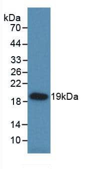 Western Blot: HSP20/HSPB6 Antibody (C1) [NBP3-41098] - Sample: Recombinant HSP20/HSPB6, Rat.