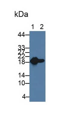 Western Blot: HSP20/HSPB6 Antibody (C1) [NBP3-41098] - Sample: Lane1: Rat Heart lysate; Lane1: Rat Skeletal muscle lysate Primary Ab: 5ug/ml NBP3-41098; Second Ab: 0.2ug/mL HRP-Linked Caprine Anti-Mouse IgG Polyclonal Antibody