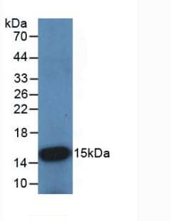 Western Blot: Cystatin B/Stefin B Antibody (C7) [NBP3-41104] - Sample: Recombinant Cystatin B/Stefin B, Rat.