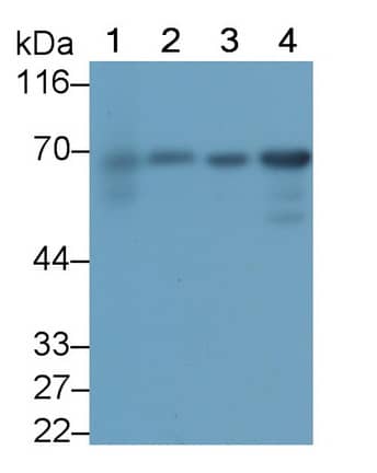 Western Blot: T Plastin Antibody (C4) [NBP3-41107] - Sample: Lane1: Porcine Liver lysate; Lane2: Rat Cerebrum lysate; Lane3: MCF7 cell lysate; Lane4: Hela cell lysate Primary Ab: 0.2ug/ml NBP3-41107; Second Ab: 0.2ug/mL HRP-Linked Caprine Anti-Mouse IgG Polyclonal Antibody