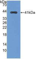 Western Blot: TfR2 Antibody (5#) [NBP3-41109] - Sample: Recombinant TFR2, Human.