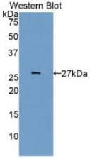 Western Blot: Cdk5 Antibody (3#) [NBP3-41112] - Sample: Recombinant CDK5, Human.