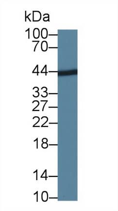 Western Blot: LIGHT/TNFSF14 Antibody (C1) [NBP3-41113] - Sample: Rat Cerebrum lysate; Primary Ab: 3ug/ml NBP3-41113; Second Ab: 0.2ug/mL HRP-Linked Caprine Anti-Mouse IgG Polyclonal Antibody